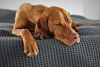 Dog beds