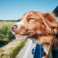 Traveling with a dog