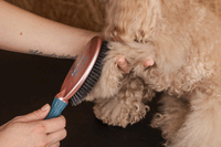 Bristle and finishing brushes
