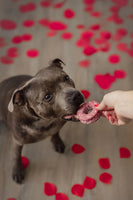 Dental treats