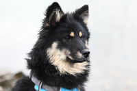Probiotics for dogs
