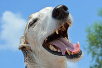 Teeth and gums