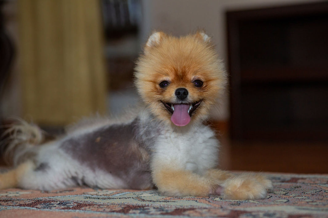 Alopecie u pomeranianů a jak s ní bojovat