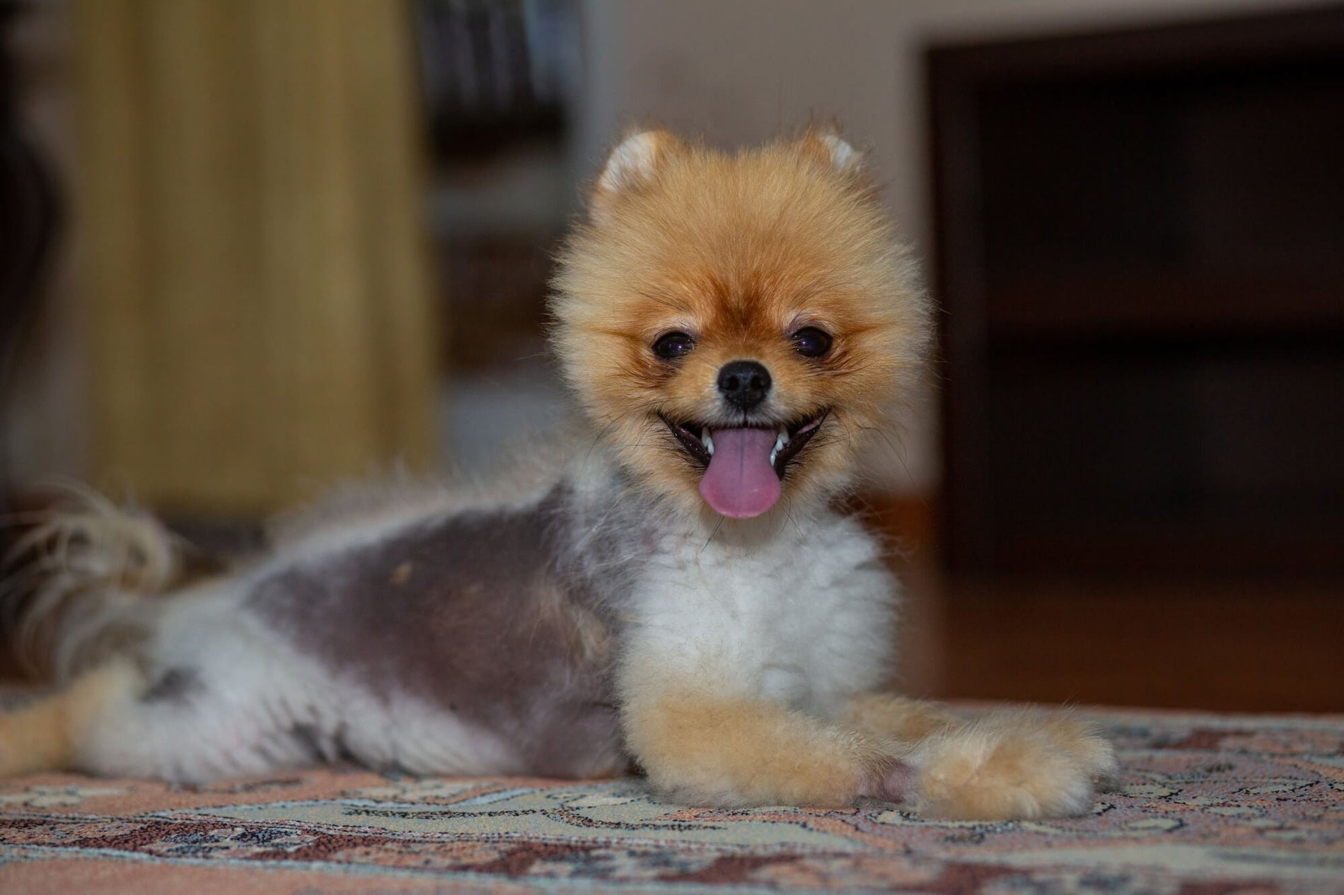 Alopecie u pomeranianů a jak s ní bojovat