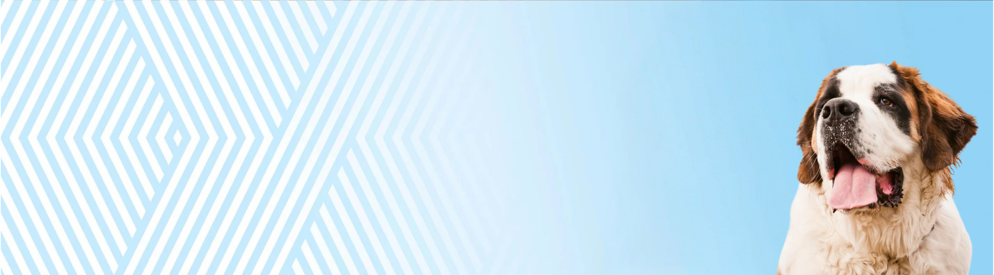 Svatobernardský pes – Bernardýn