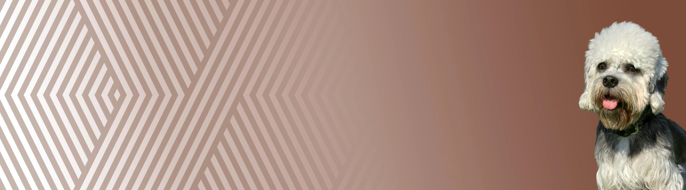 Dandie dinmont teriér