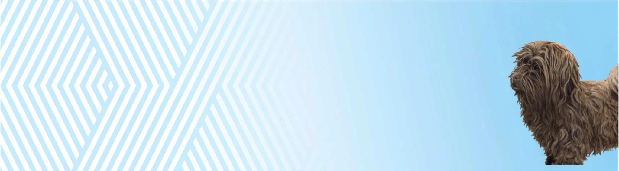 Ruská barevná bolonka