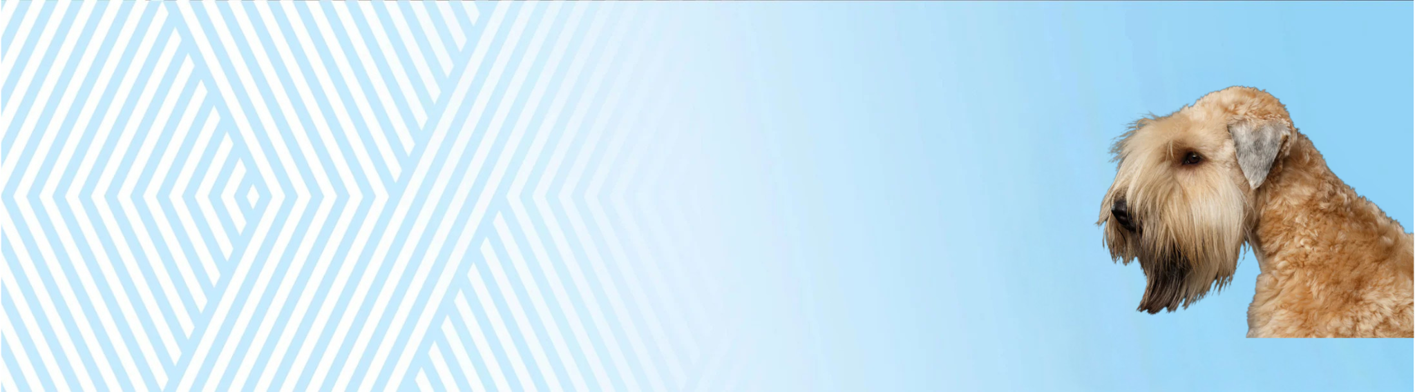 Irský jemnosrstý pšeničný teriér