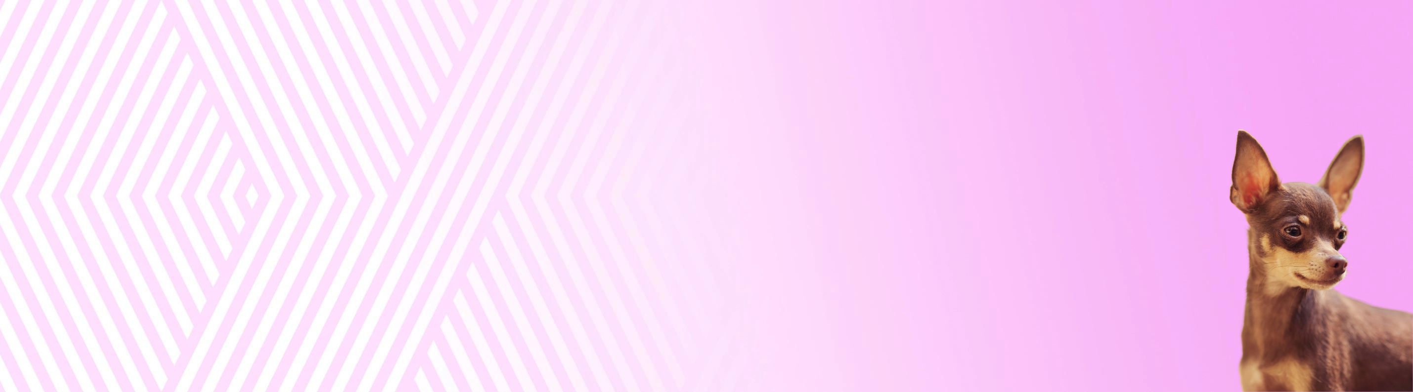 Ruský toy - krátkosrstý