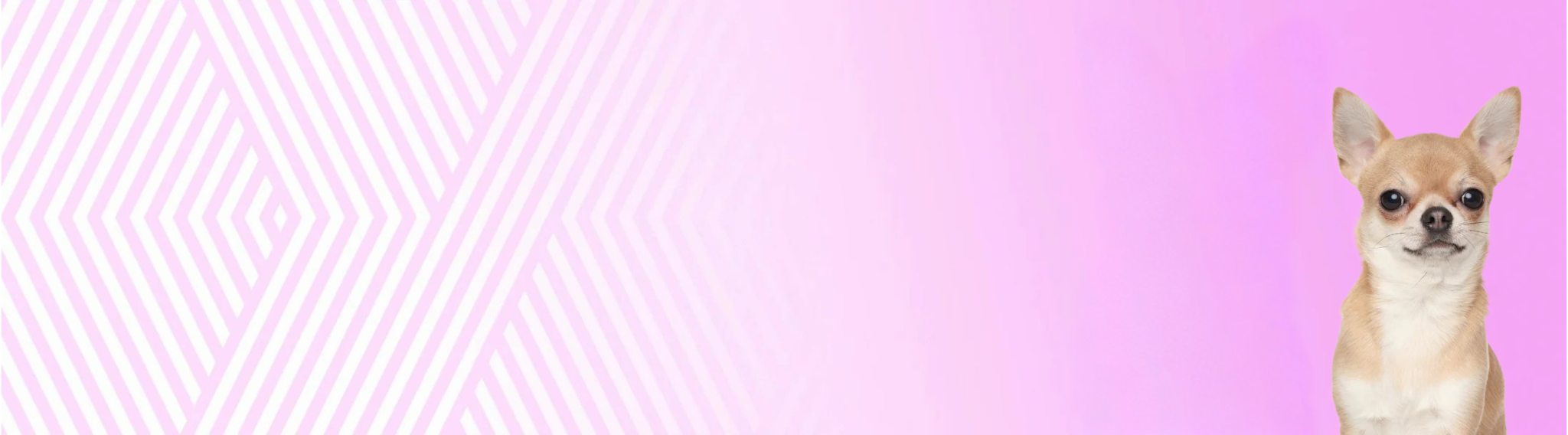 Krátkosrstá čivava