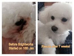 BRIGHTWORKS prášek na odstranění slzných skvrn