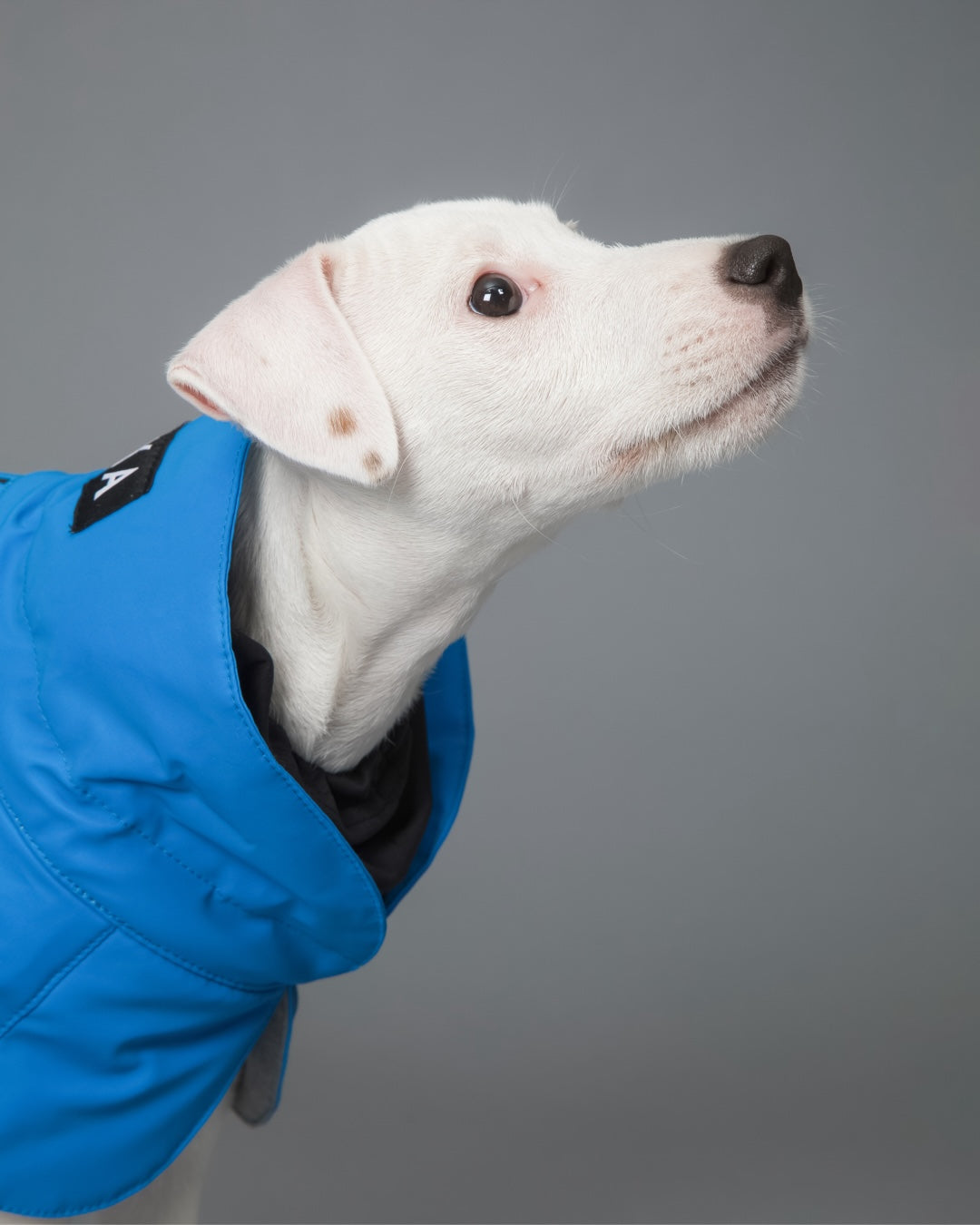 PAIKKA regenerační zimní bunda - modrá